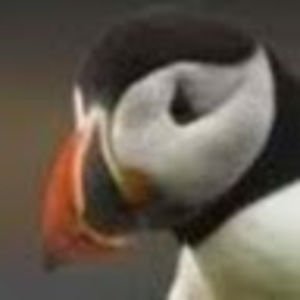 Meet your Posher, Tao